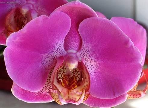 Fotky: P�stov�n� orchidej� (foto, obrazky)