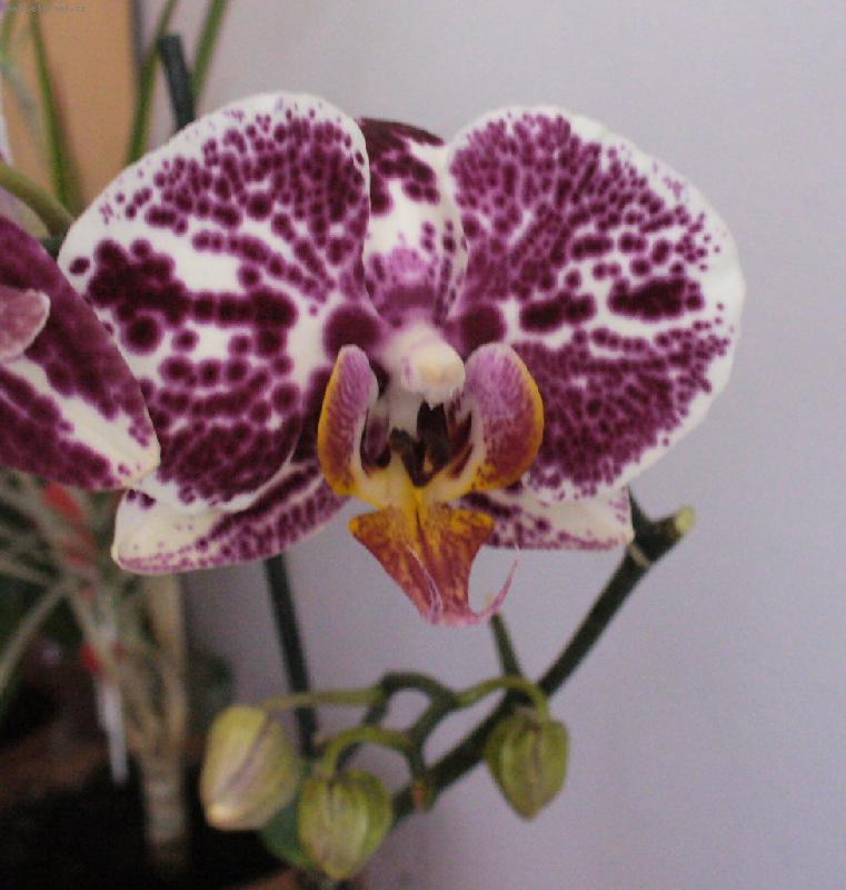 Fotky: P�stov�n� orchidej� (foto, obrazky)