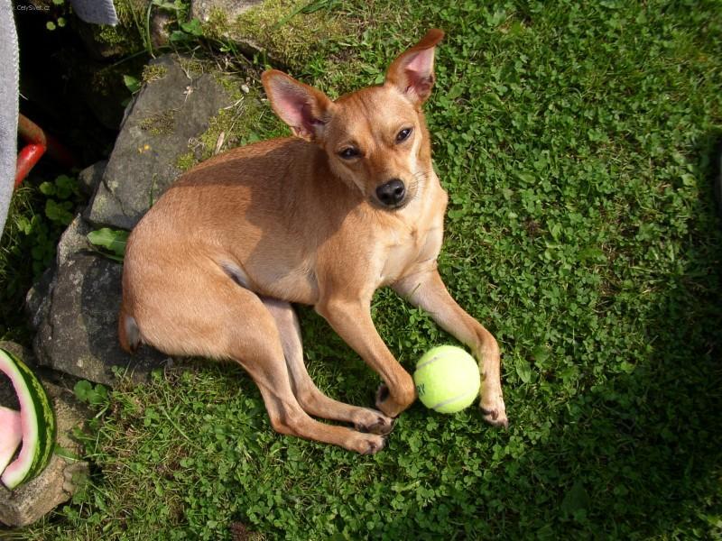 Fotky: Pin�-harlek�n (foto, obrazky)