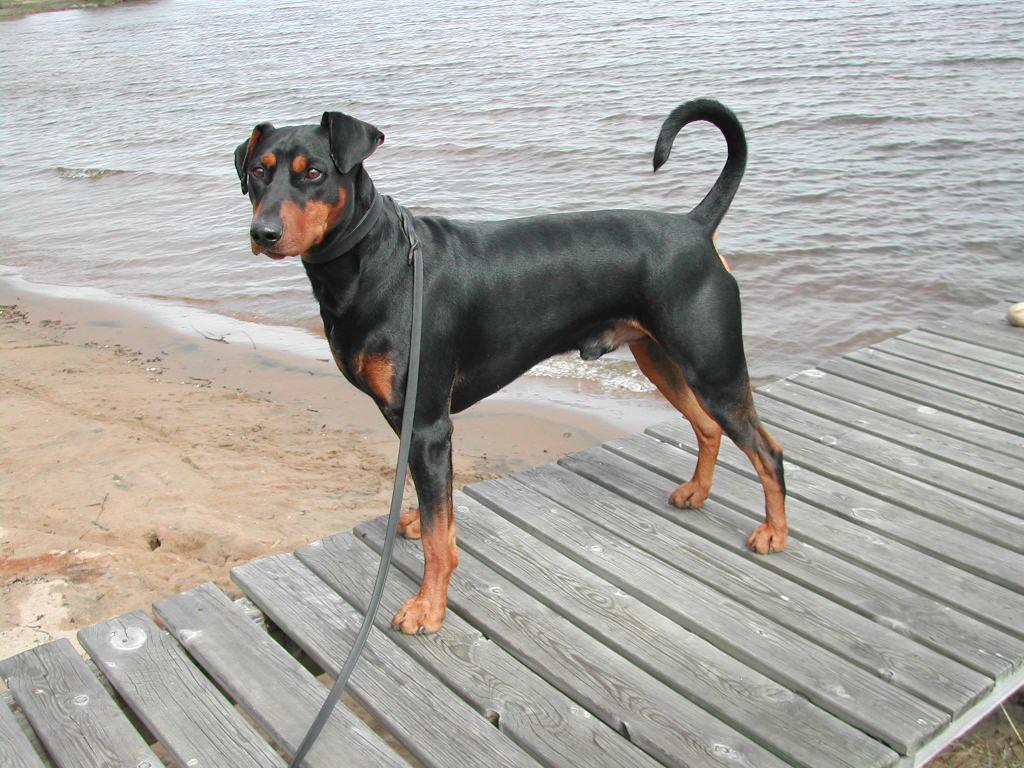 Fotky: Pin�ov� (foto, obrazky)