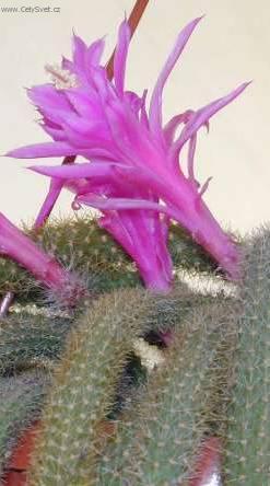 Foto: Aporocactus