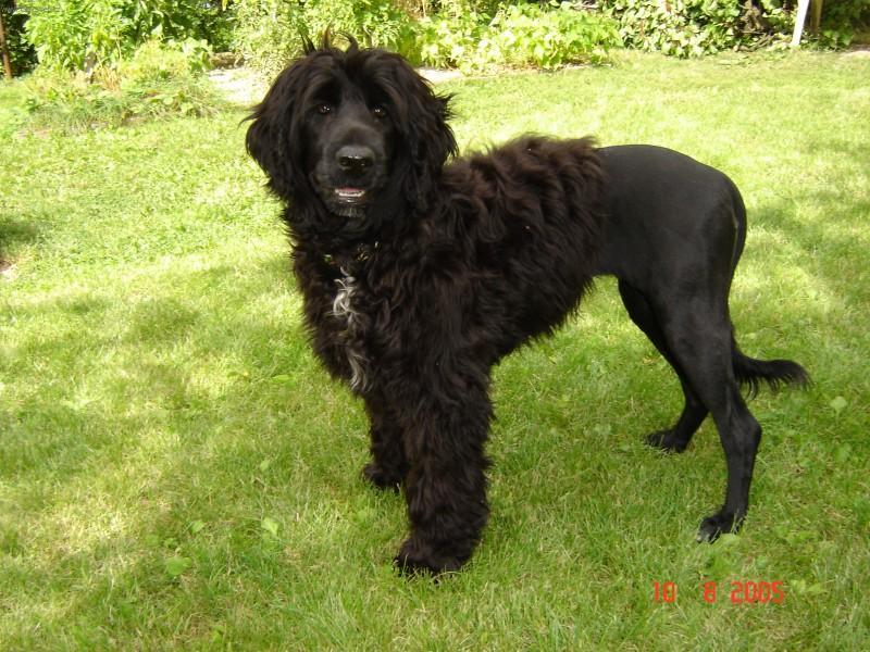 Fotky: Portugalsk� vodn� pes (foto, obrazky)