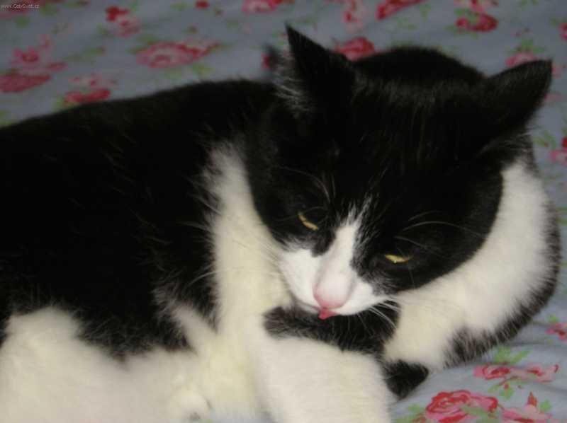 Fotky: Pravidla udr�ov�n� ko�ek (foto, obrazky)