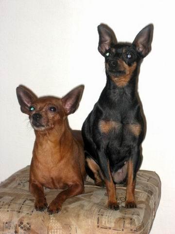 Fotky: Pra�sk� krysa��k (foto, obrazky)