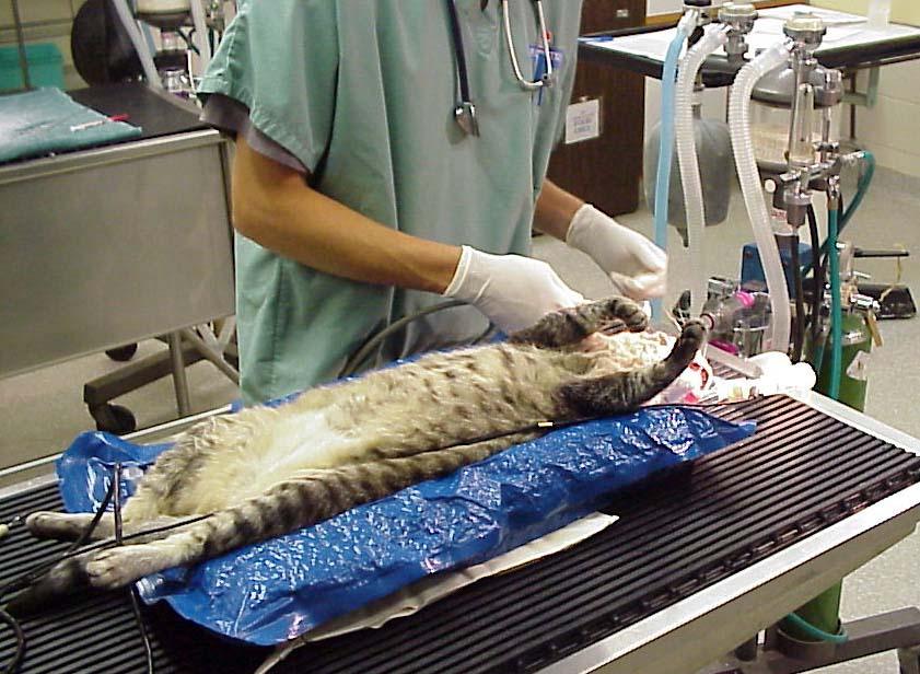 Fotky: P�edopera�n� vy�et�en� - ko�ky (foto, obrazky)