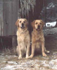 Foto: Ps� modlitba, ps� z�kony, pravidla