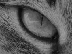 Fotky: Puzzle online: Ko�ky 1 (foto, obrazky)