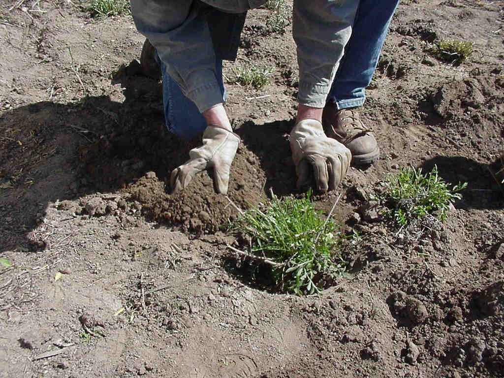 Foto: Rady pro p�stov�n� rostlin