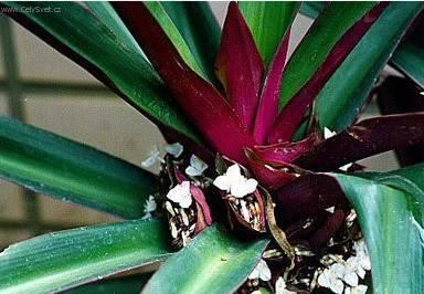 Foto: Reo mnohobarv�