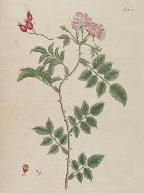 Foto: R��e ��pkov�