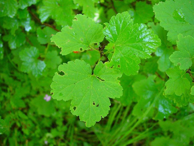 Foto: Ryb�z �ern�