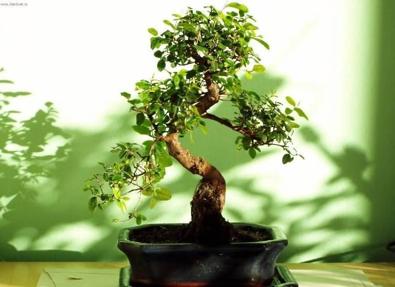 Foto: Sager�cie �ajov�