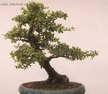 Foto: Sager�cie �ajov�