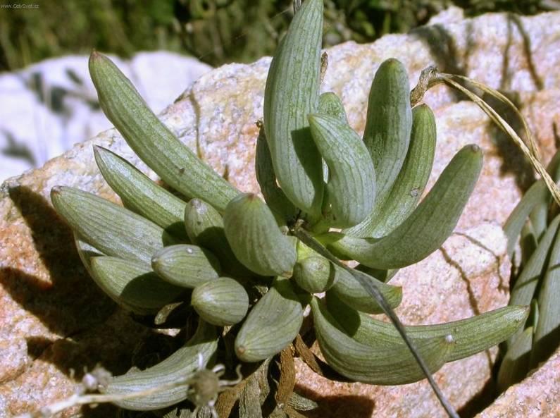 Foto: Seneco articulatus