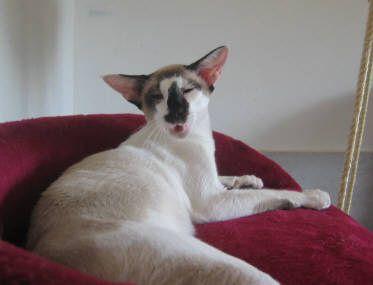 Foto: Seychelsk� ko�ka-CHS: z Valimaru *Cz