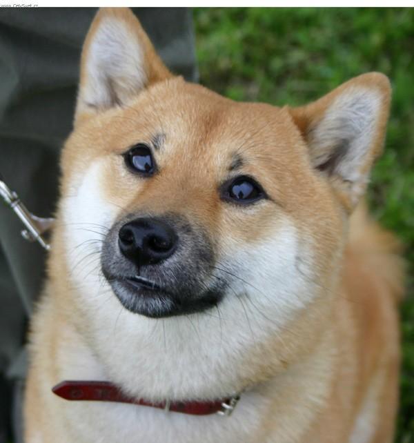 Foto: Shiba