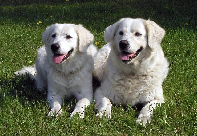 Fotky: Slovensk� �uva� (foto, obrazky)