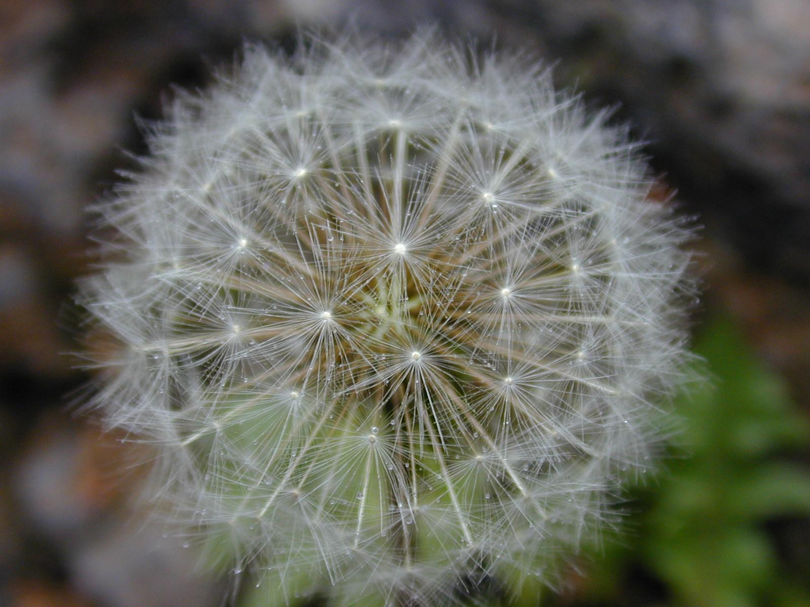 Foto: Smetanka L�ka�sk�