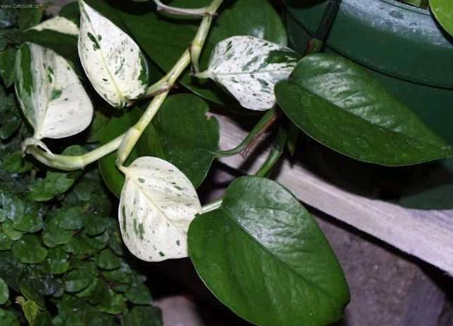 Fotky: �plhavnice, scindapsus, potos (foto, obrazky)