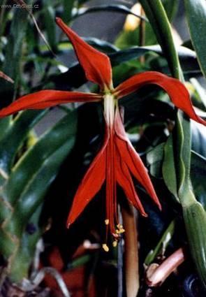 Foto: Sprekelia formosissima