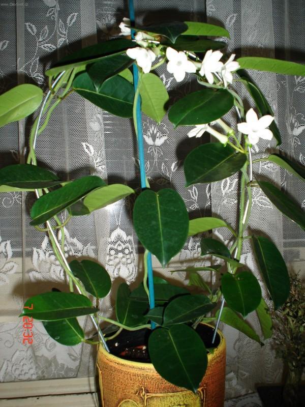 Foto: Stefanotis, v�ncovec kv�tnat�-Anonymn� pestitel