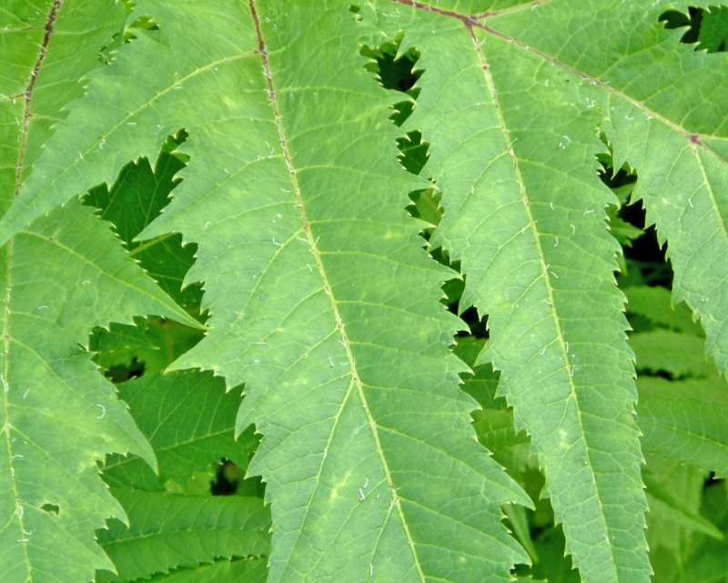 Foto: �v�dsk� byliny