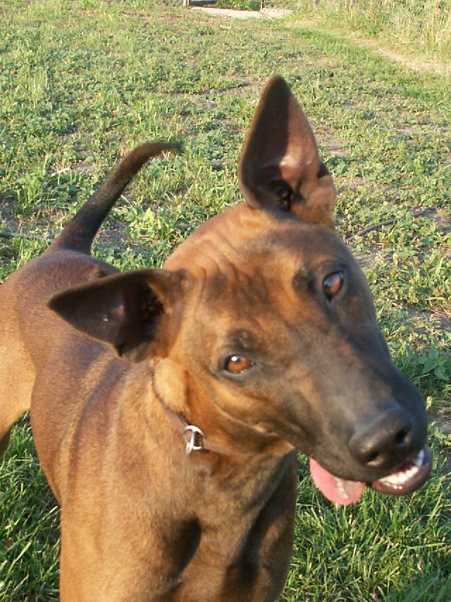 Fotky: Thajsk� ridgeback (foto, obrazky)