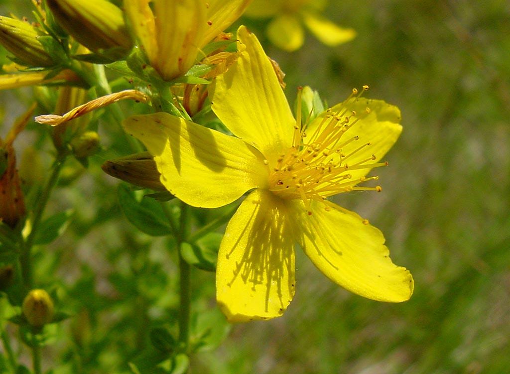 Foto: T�ezalka Te�kovan�