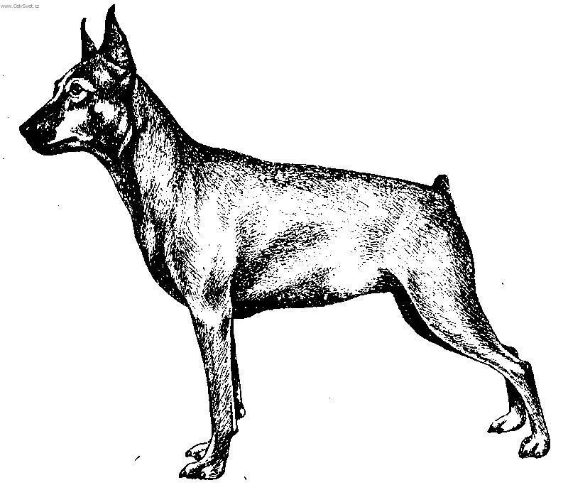 Fotky: Trpasli�� pin� (foto, obrazky)