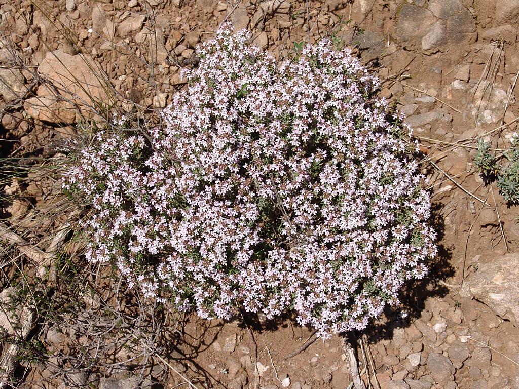 Foto: Tymi�n Obecn�