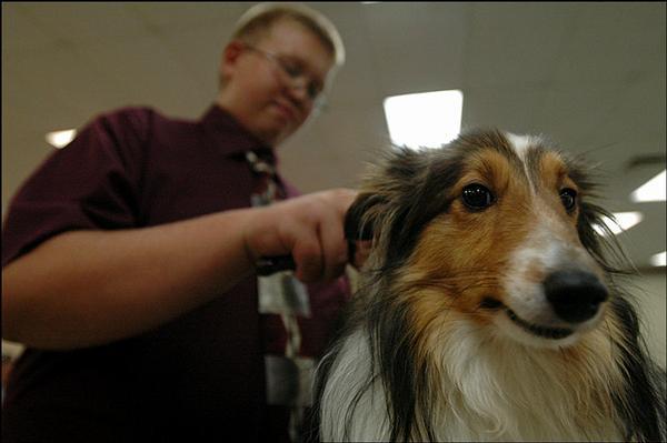 Fotky: �prava dlouhosrst�ch plemen (foto, obrazky)