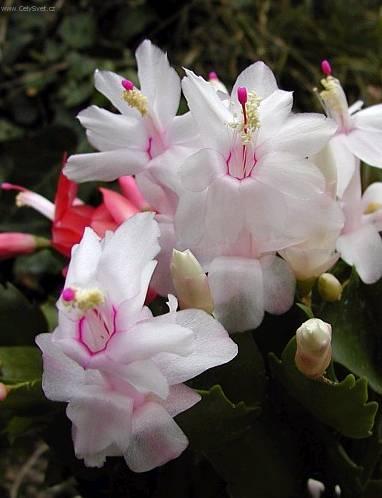 Foto: V�no�n� kaktus