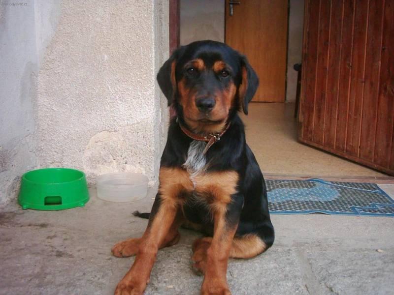 Fotky: Ven�en� psa (foto, obrazky)