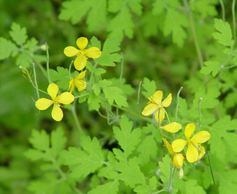 Fotky: Vla�tovi�n�k V�t�� (foto, obrazky)