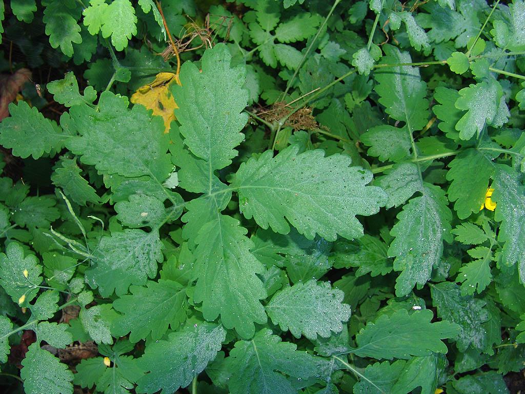 Foto: Vla�tovi�n�k V�t��