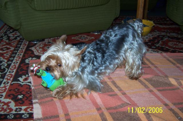 Fotky: York��rsk� terier (foto, obrazky)