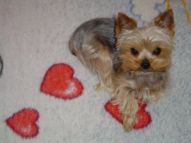 Fotky: York��rsk� terier (foto, obrazky)