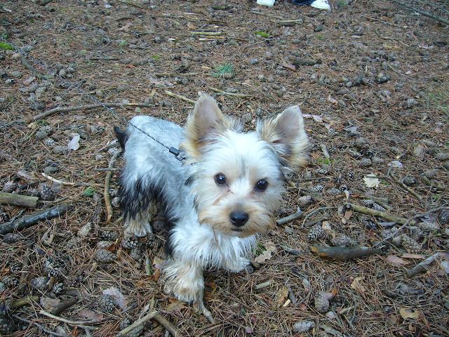 Fotky: York��rsk� terier (foto, obrazky)