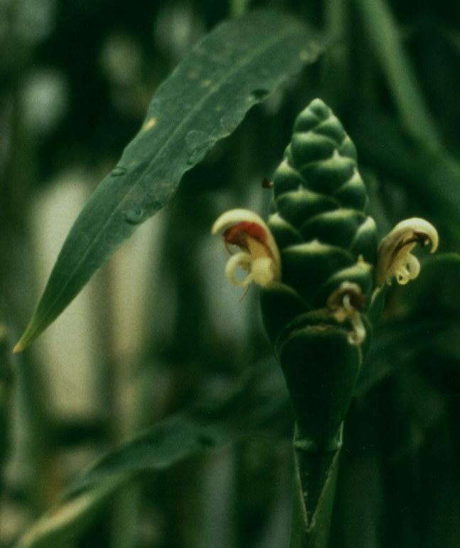 Fotky: Z�zvor L�ka�sk� (foto, obrazky)