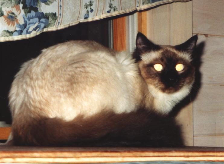 Fotky: Zbarven� Color-point (foto, obrazky)