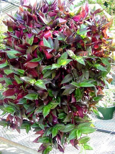 Foto: Zebr�na, Pruhovatka