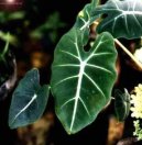 Fotky: Alok�zie (foto, obrazky)