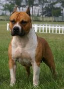 Americk� staford��rsk� teri�r