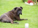 Fotky: N�meck� boxer (foto, obrazky)