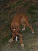 Fotky: N�meck� boxer (foto, obrazky)