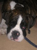 Fotky: N�meck� boxer (foto, obrazky)