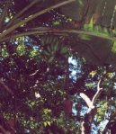 Fotky: Braz�lie (cestopis) (foto, obrazky)