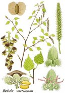 B��za bradavi�nat�