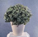 Pokojov rostliny: Popnav rostliny > Callisia (Callisia repens)