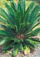 Fotky: Cykas japonsk� (foto, obrazky)